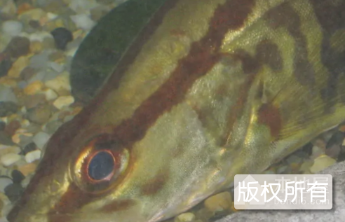 鼎城鳜鱼