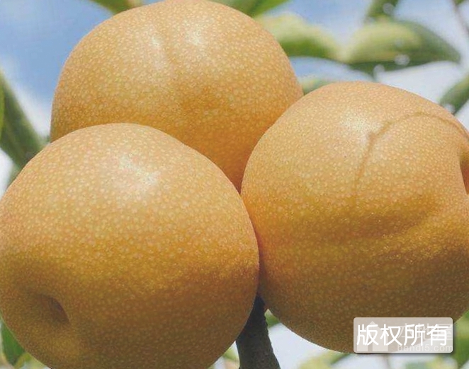 艾宕梨