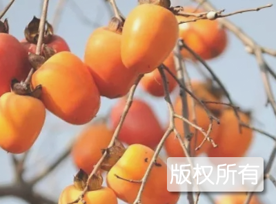 玉环长柿