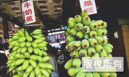闽选矮蕉