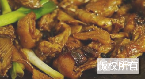 珠海蔗子狸