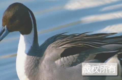 枞阳媒鸭