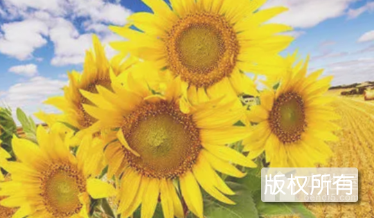 五原向日葵
