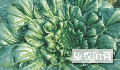 金钱菜