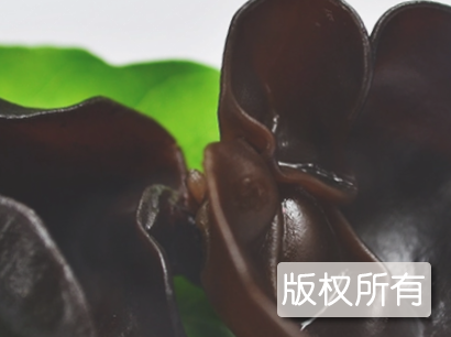 日照黑木耳