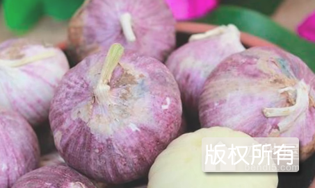 磨头紫皮蒜