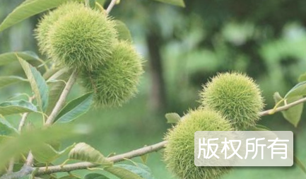 利州红栗