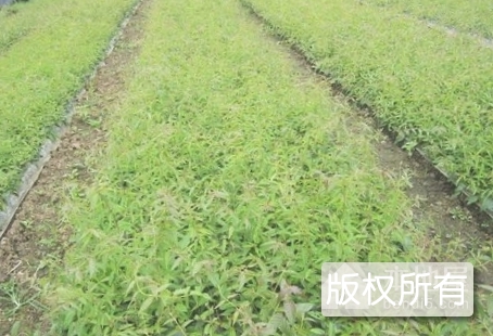 安龙金银花