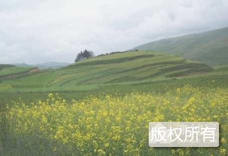 石崖寺花儿会