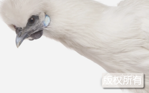 洪江雪峰乌骨鸡