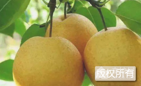 庆隆梨