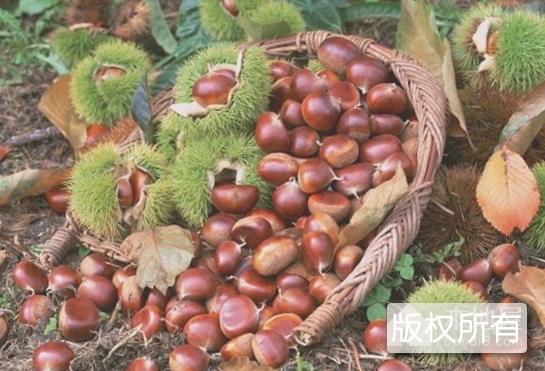 玉屏板栗