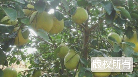 仪陇元帅柚