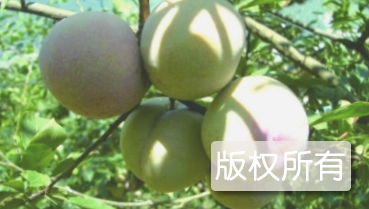 永泰芙蓉李