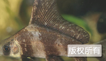 万县胭脂鱼