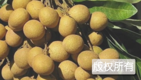 涂岭龙眼