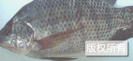 福寿鱼