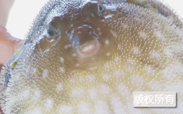巴鱼