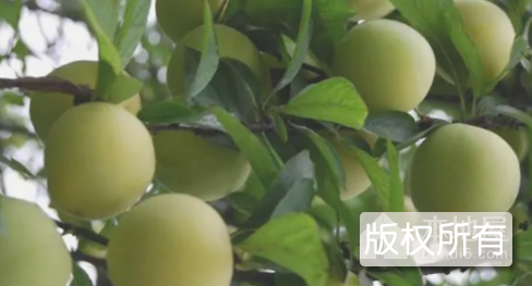 江安大白李