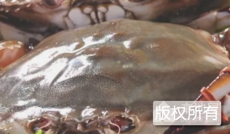无棣梭子蟹