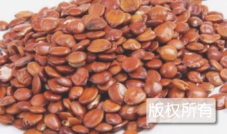 青龙枣仁
