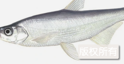 农家刁子鱼