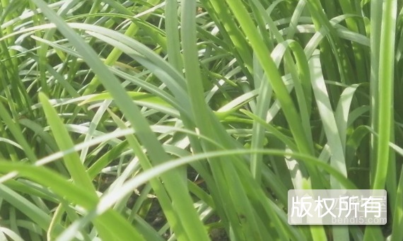 感王韭菜