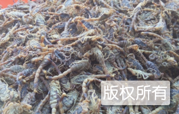青州全蝎