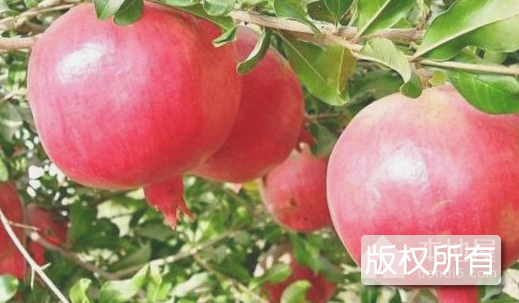 河阴石榴