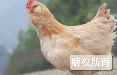 三黄胡须鸡