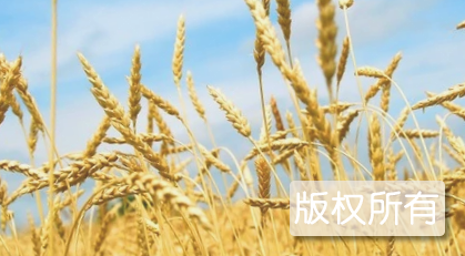 新乡优质小麦