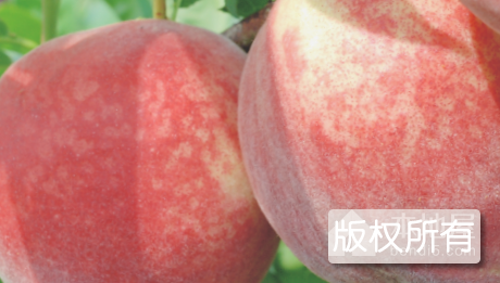 荣成蜜桃