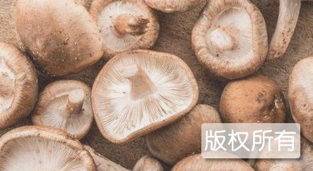 株洲香菇