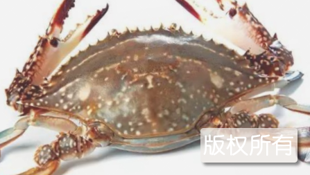 沾化三疣梭子蟹