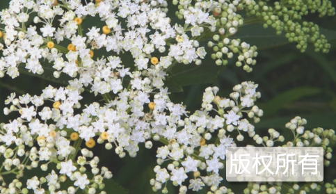 白花蒿子