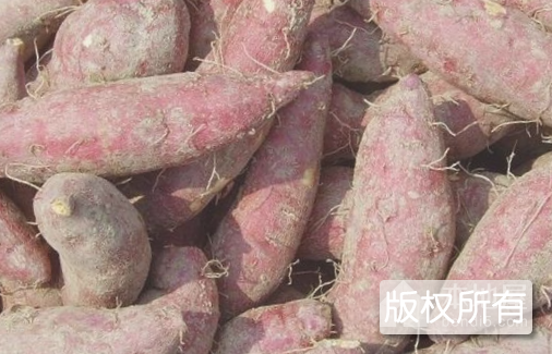 霍城红薯