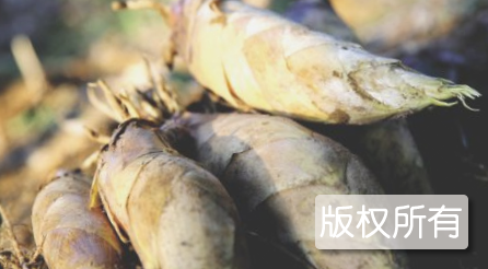船场冬笋