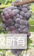 京亚葡萄