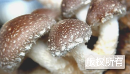 花官食用菌