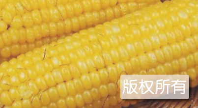 巴马珍珠黄玉米