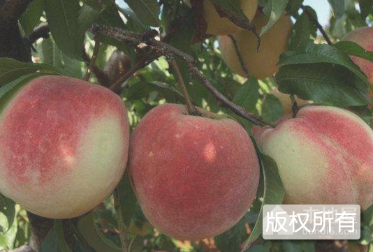万山冬桃