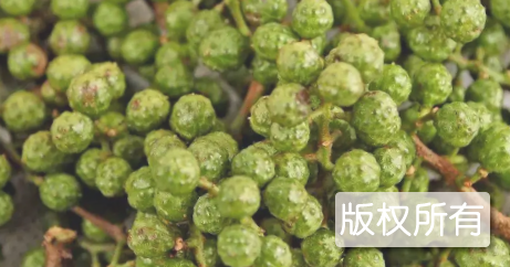 黑竹沟藤椒