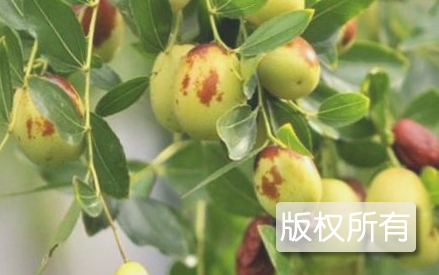 静海金丝小枣