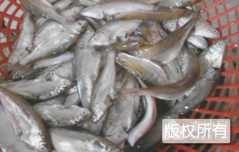 油炸小游鱼