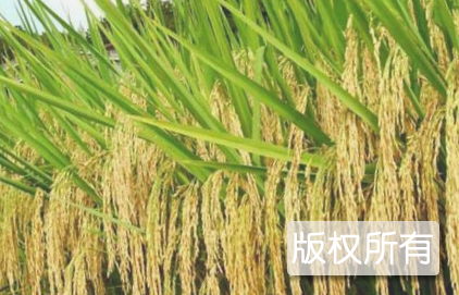 优质稻
