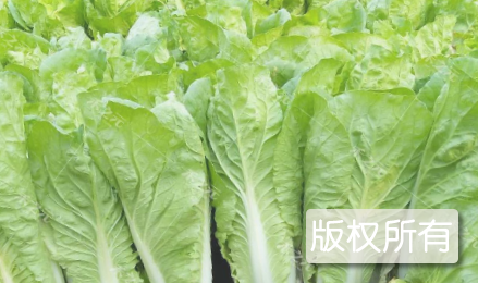 灵山县冬种蔬菜