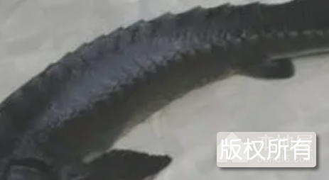 潭鲟