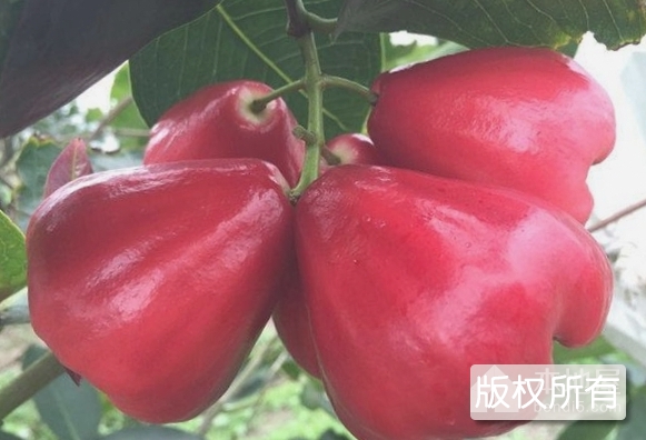 三亚莲雾