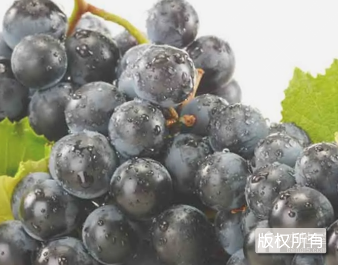 北镇葡萄