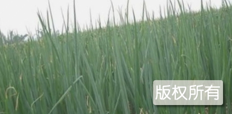 姜家埠大葱